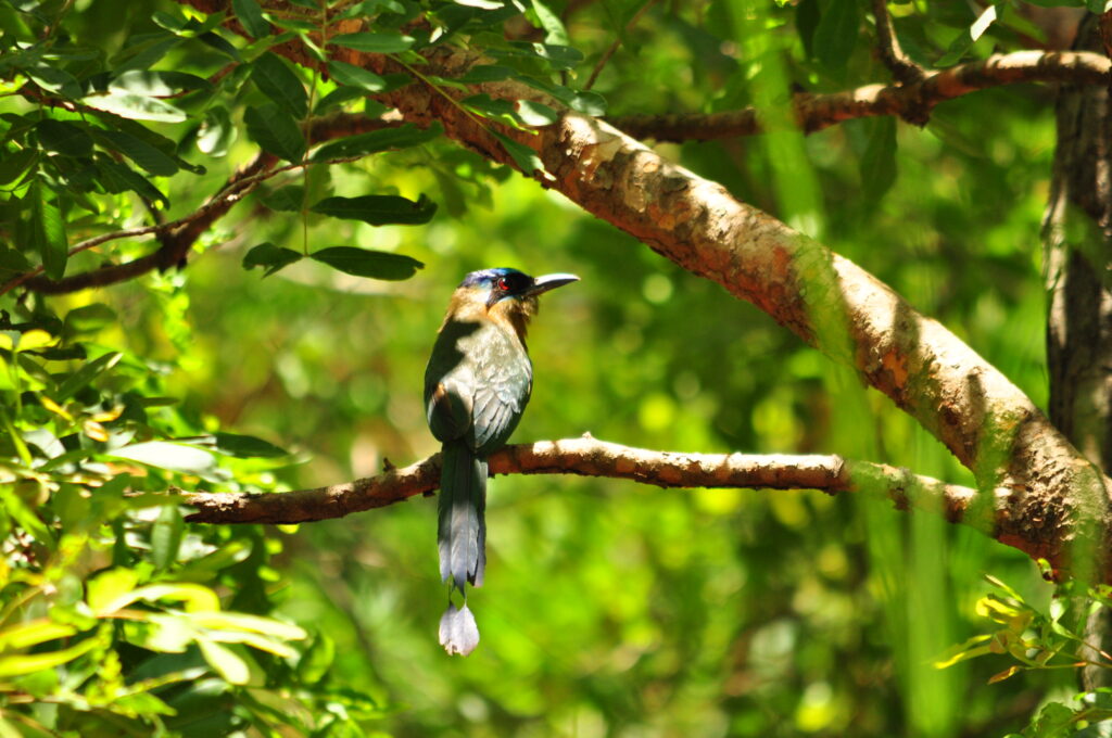 Artigo sobre Observação de Aves na Estrada Parque Piraputanga – MS é publicado na Revista Brasileira de Ecoturismo (RBEcotur)