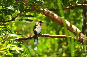 Artigo sobre Observação de Aves na Estrada Parque Piraputanga – MS é publicado na Revista Brasileira de Ecoturismo (RBEcotur)